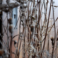 Thumb_1269439c21548dec45122edf31860a23